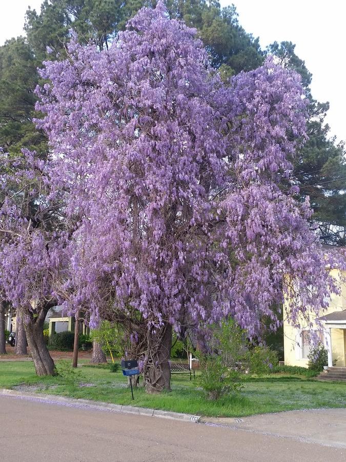 Spahn House Bed And Breakfast Senatobia Bagian luar foto